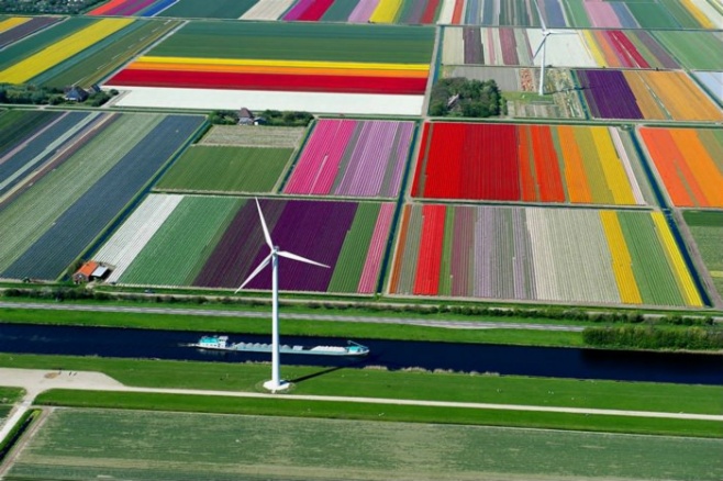 Tulip fields in Netherlands