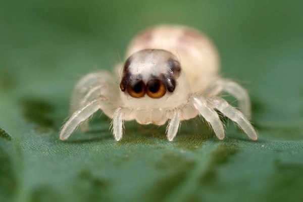 Baby spider