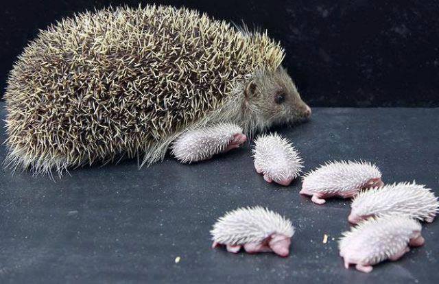 Hedgehog mom with her babies...