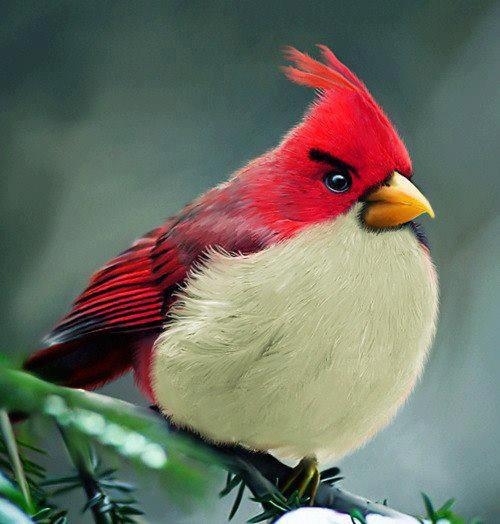 Real life Angry Birds