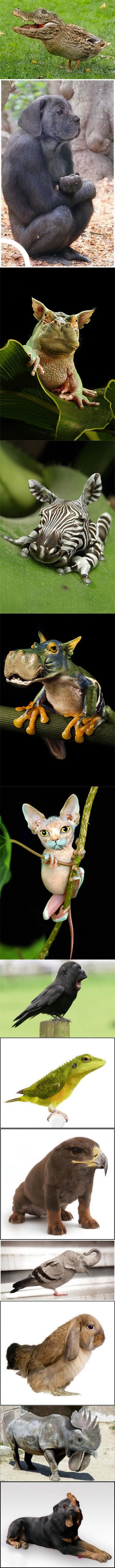 Animal Photoshop Hybrids