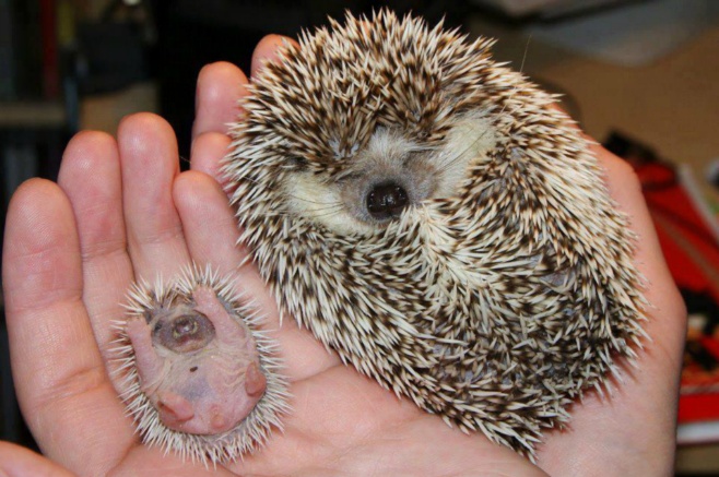 Little hedgehog