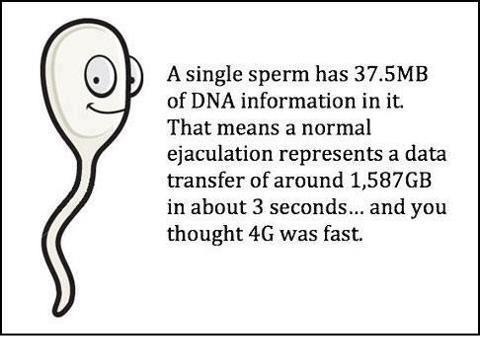 A single sperm has 37.5MB of DNA information in it. That means that a normal ejaculation represents a data transfer of 1,587.5TB