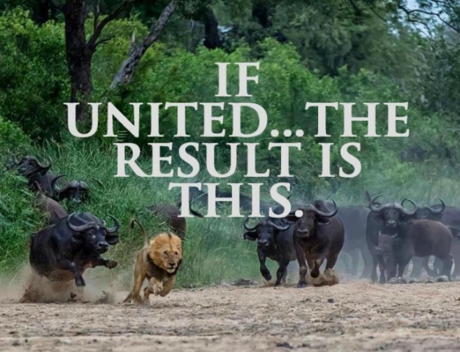 If united... the result is this. Lion running from buffalo