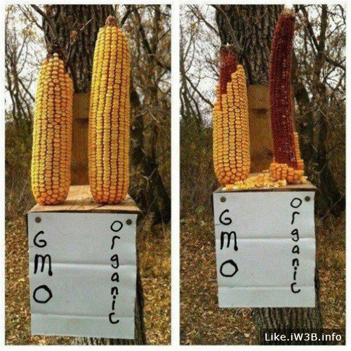 GMO Corn vs Organic - Squirrel test