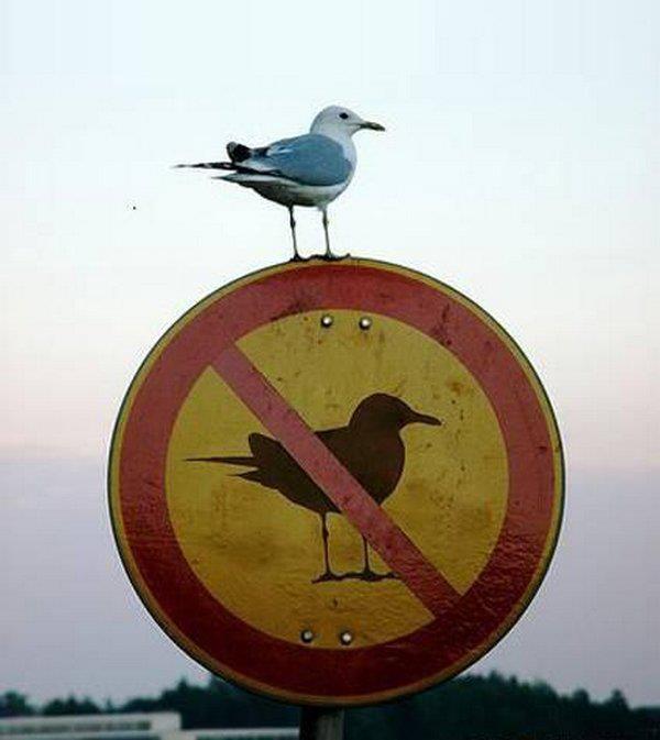 No birds