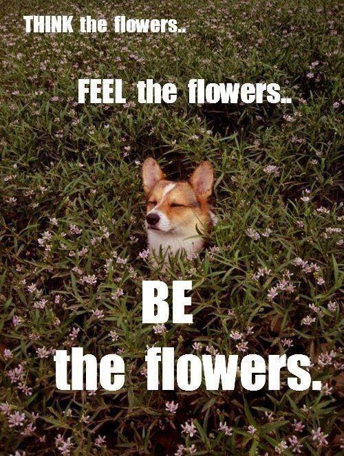 Think the flowers. Feel the flowers. Be the flowers.