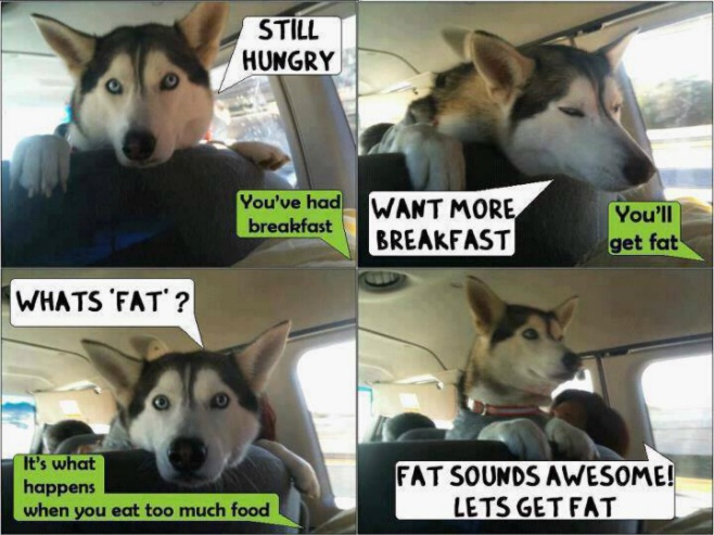 Dog conversation - Still Hungry You've had breakfast Want more breakfast You'll get fat... 