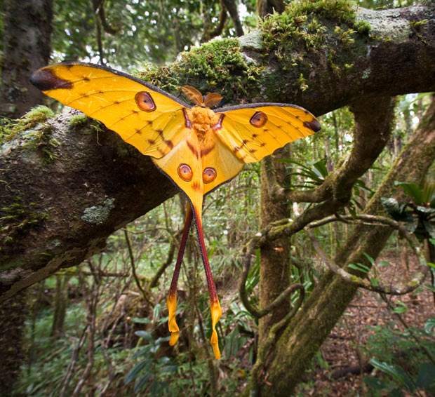 A recently emerged male comet moth (Argema mittrei)