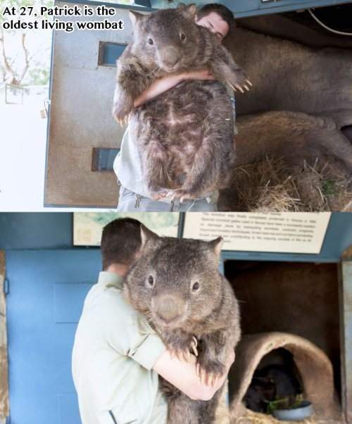 At 27, Patrick is the oldest living wombat.