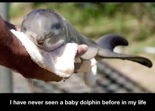 Baby dolphin just born