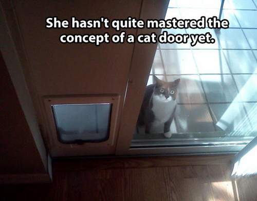 Cat - She didn't mastered the cat door yet. 