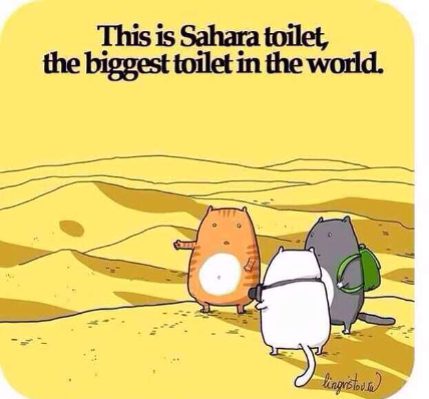 Cat's at vacation. Sahara toilet!