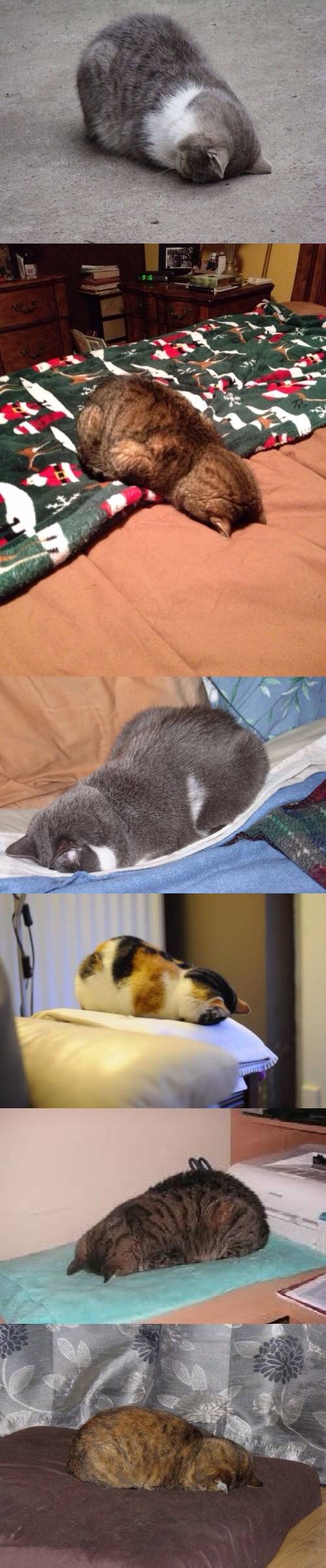 Cats sleeping with their face down.