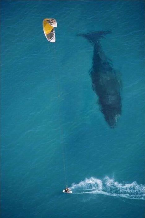 Big Whale