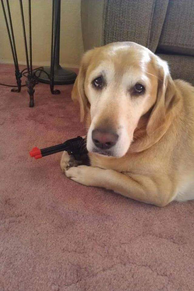 Dog holding a gun!