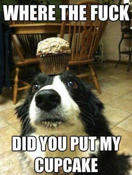 Dog - Where the fuck did you put my cupcake 