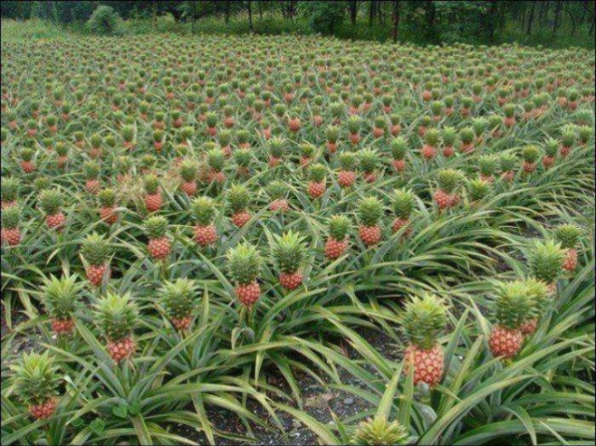 That awkward moment when you thought Pineapples grew on trees 