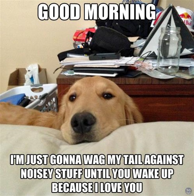 Dog -  Good morning I'm just gonna wag my tail against noisy stuff until you wake up because I love you