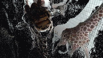 Giraffe looking at the camera (gif)