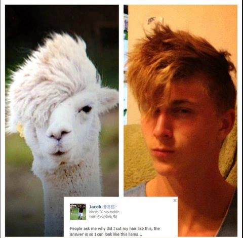 Haircut to look like llama !