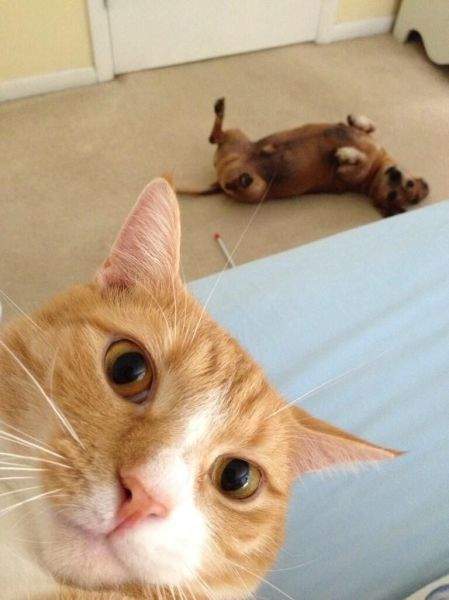 Photobomb - Cat and dog