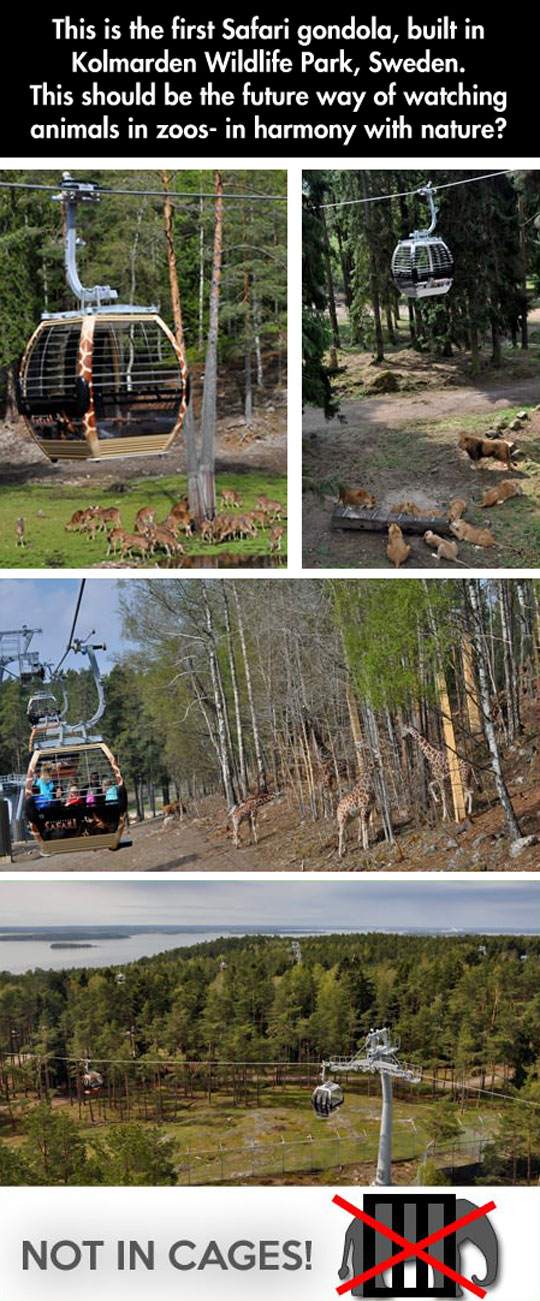 Safari gondola! Amazing