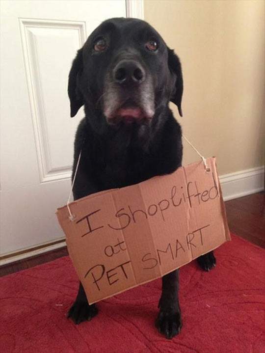 Shoplifter dog