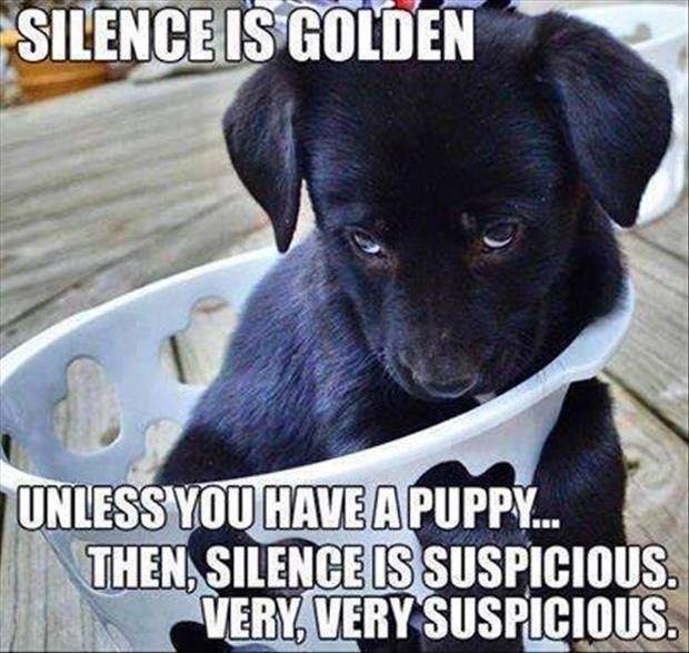 Silence Is Golden Unless You Have A Puppy...