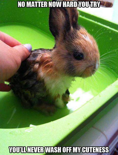 You'll never wash off my cuteness!