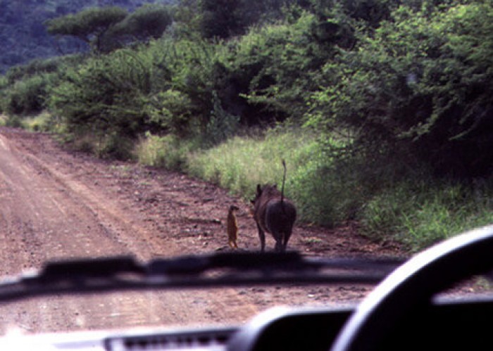 Timone and Pumba