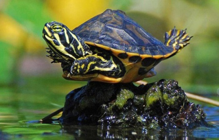 Turtle get stucked on the rock during the decreased water level