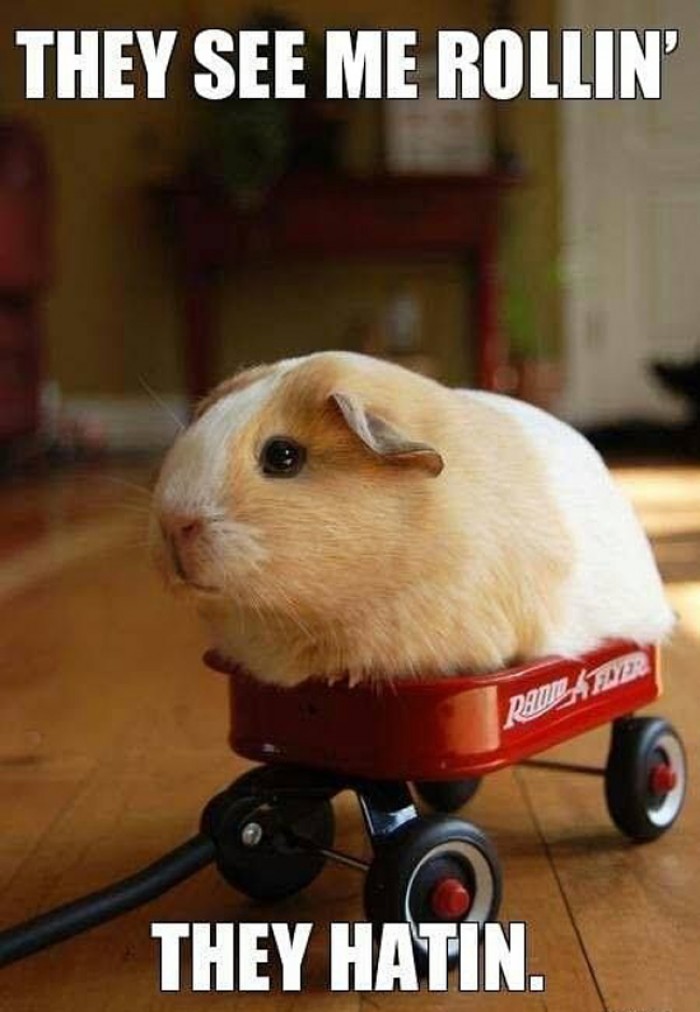 They see me rollin' they hatin.