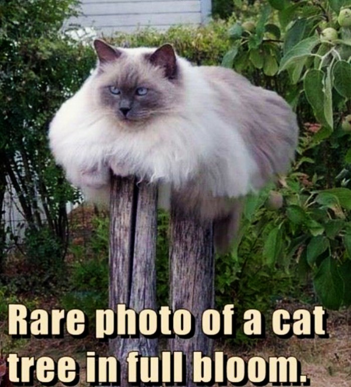 Cat Tree