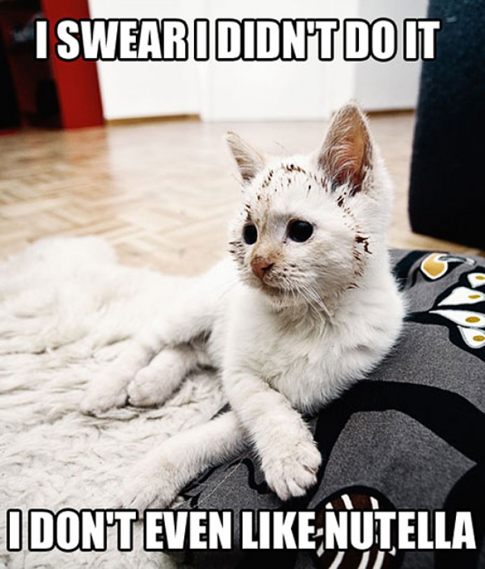 Funny cat denies she was touching Nutella