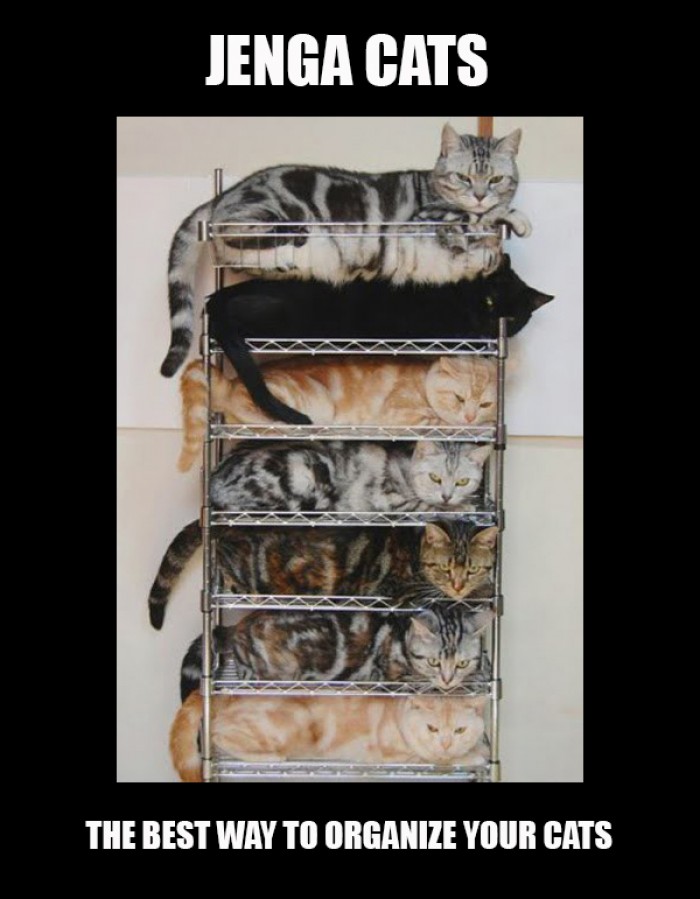 How to organize your cats