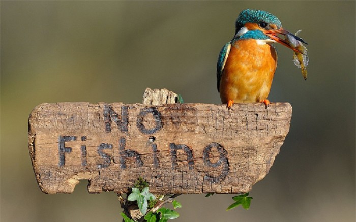 This cheeky kingfisher showed a blatant disregard for the rules when it was caught on camera...