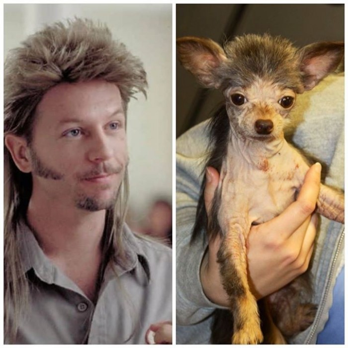 Joe Dirt Dog