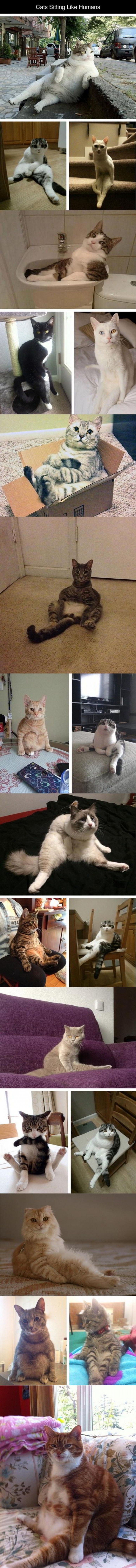 Cats Sitting Like Humans