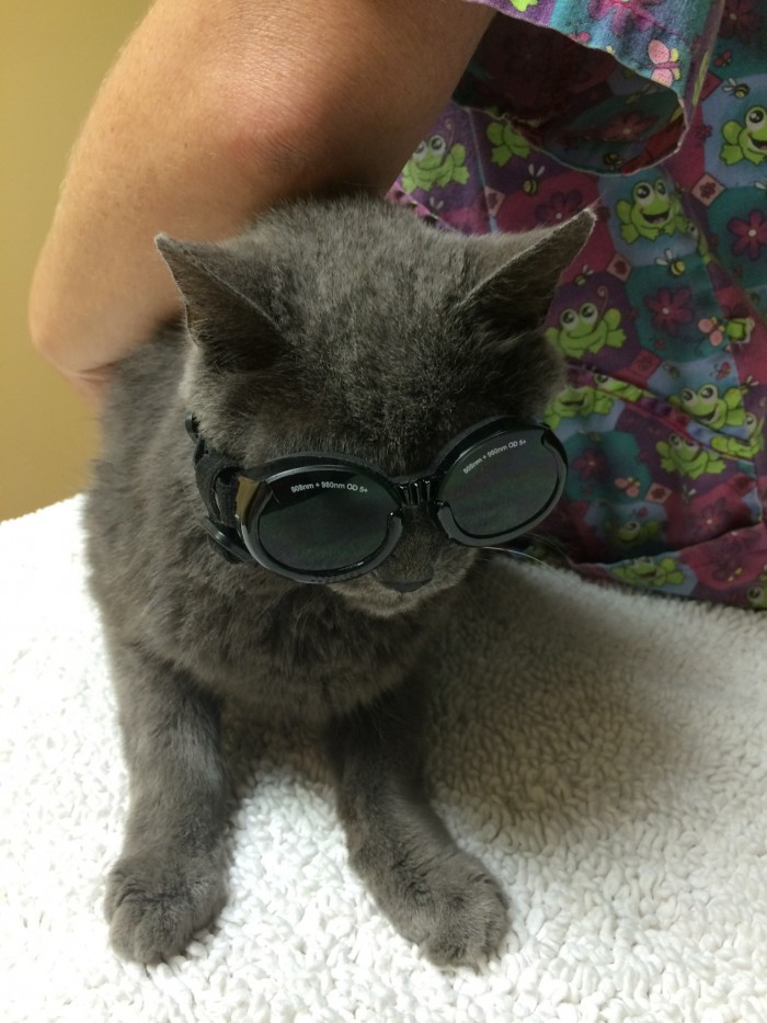 Cat getting ready for laser surgery