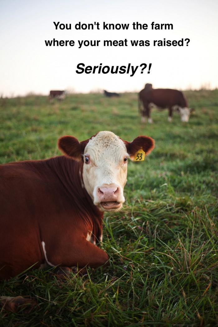 Surprised Cow