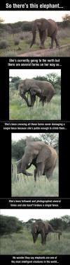 Elephants Are The Most Intelligent Creatures In The World