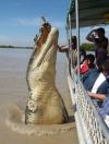 To close to crocodile