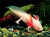 AXOLOTL SALAMANDER - AMAZING