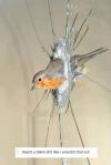 Bird breaks window glass -  Heard you talking shit like I wouldn