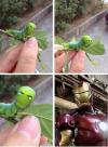 Caterpillar with eyes of Iron man