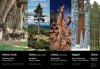 Oldest Biggest Tallest Trees  