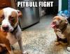 Pitbull Fight!