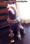 Pittbull dressed as King Tut