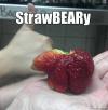 StrawBEARy 